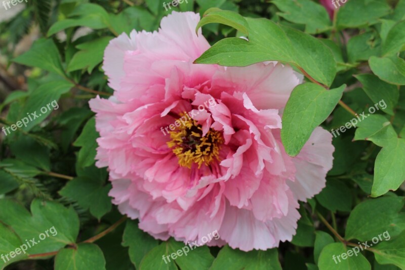 Peony Blossom Bloom Pink Flower Paeonia