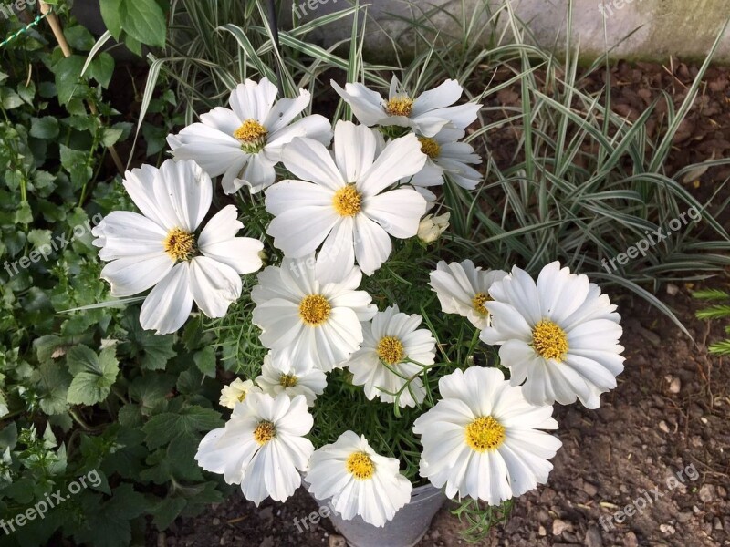 Flower Garden White Nature White Flower Free Photos