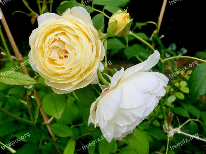 Rose Yellow White Flower Nature