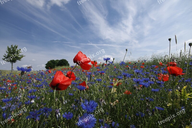 Poppy Cornflower Red Poppy Mohngewaechs Spring