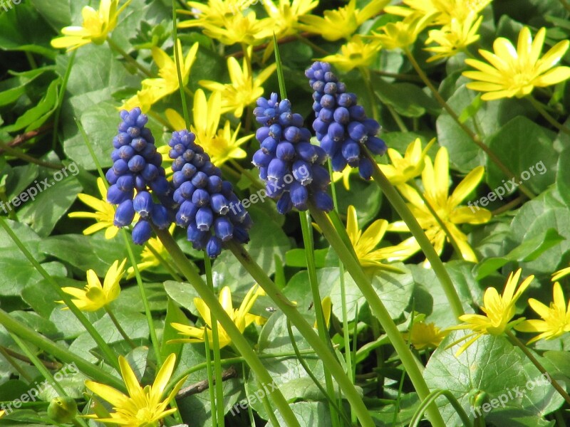 Celandine Yellow Blue Spring-celandine Free Photos