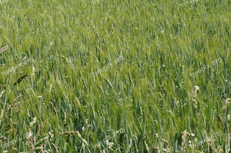 Barley Field Cereals Agriculture Summer