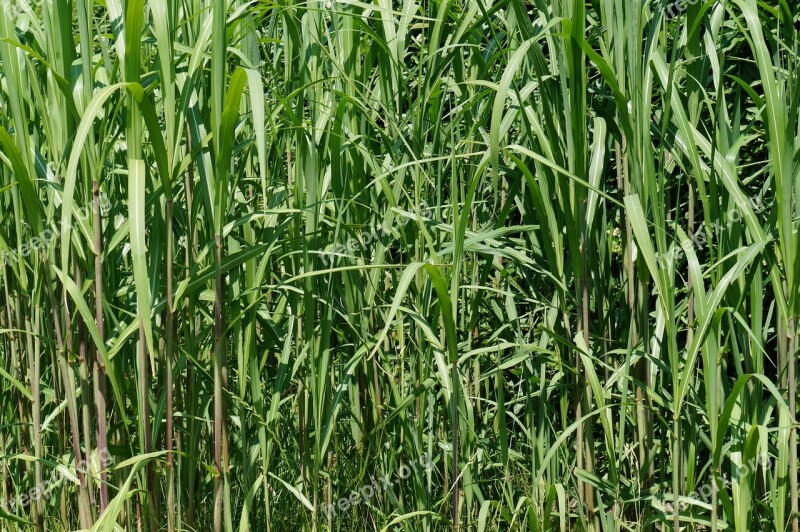 Bamboo Grass Green Texture Background Pattern