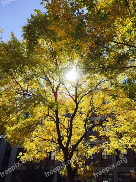 Sunshine Tree Yellow Green Campus