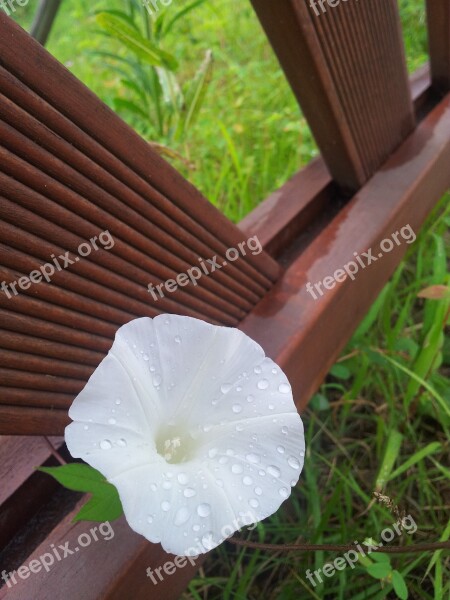 Flowers Morning Glory White Flowers After Plants