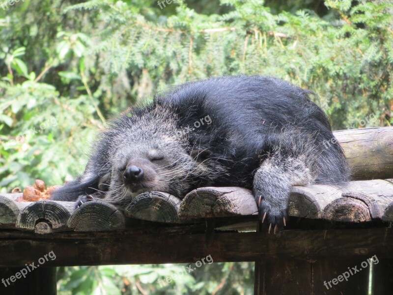 Binturong Animal Sleeps Viverridés Arctictis