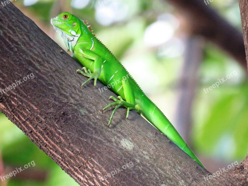 Chameleon Green Tree Branch Lizard Free Photos