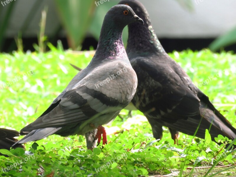 Dove Pigeon Love Birds Peaceful Wildlife