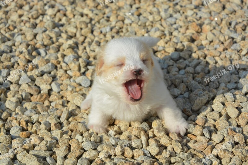 Cotton Tulear Age One Month Dog Pet Hair Long