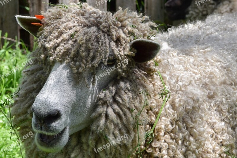 Sheep Woolly Wool Livestock Farm