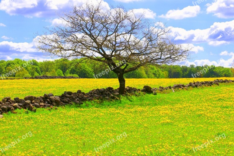 Summer Canola Yellow Fields Oilseeds Himmel