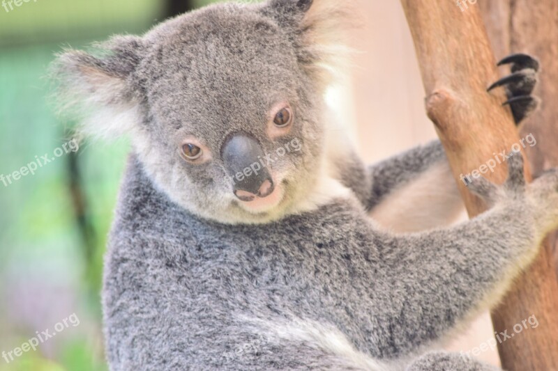 Koala Nature Wildlife Mammal Cute