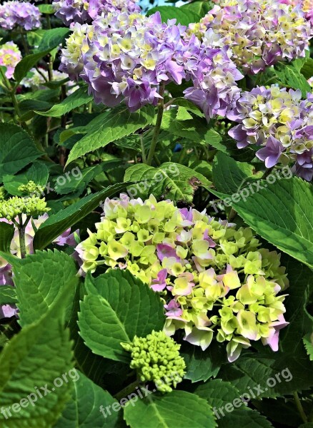 Hydrangea Ornamental Shrub Flowers Green Violet