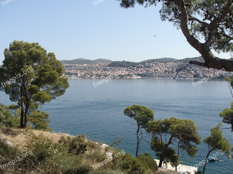 Sea Summer Tree Pine Panorama