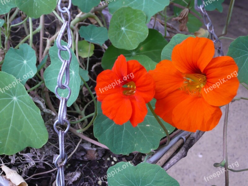 Flower Hanging Basket Green Nature Plant