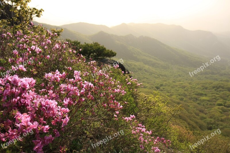 Hong Hong Emeishan Azalea Korea Spring April