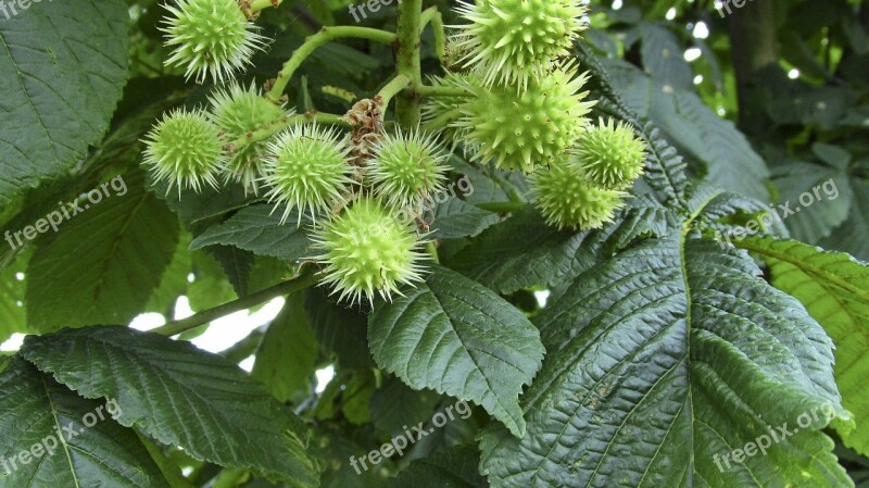 Chestnuts Nature Plants Horse Chestnut Tree