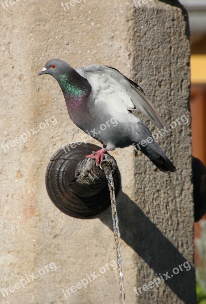 Dove Fountain Bird Dinosaur Free Photos