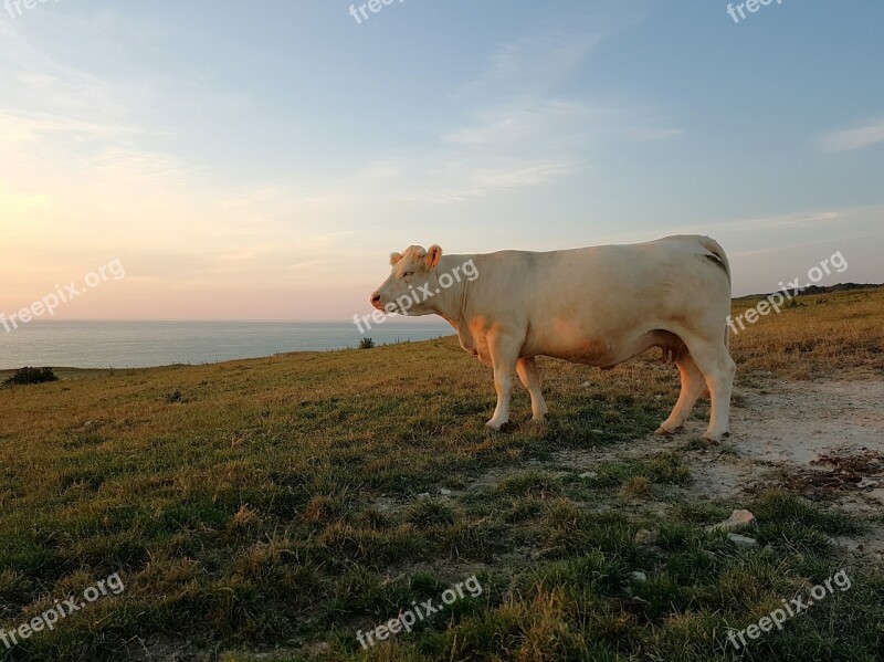 Cow Beef Animal Landscape Coast