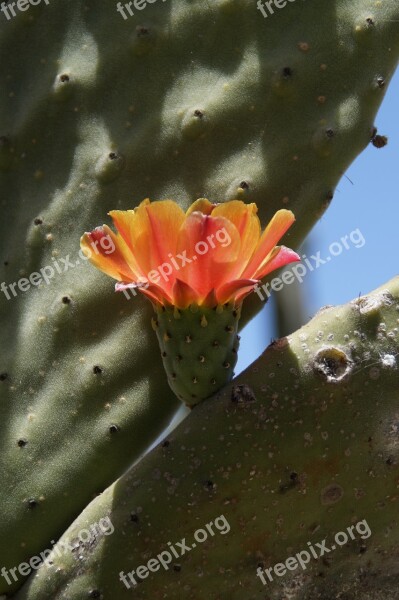 Cactus Cactus Blossom Orange Blossom Bloom