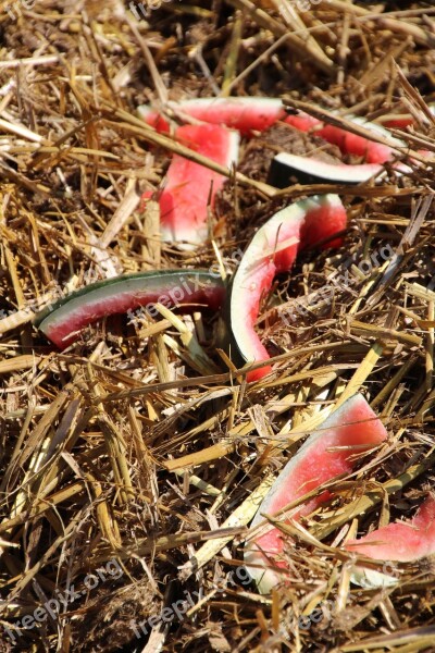 Straw Watermelon Melon Red Free Photos