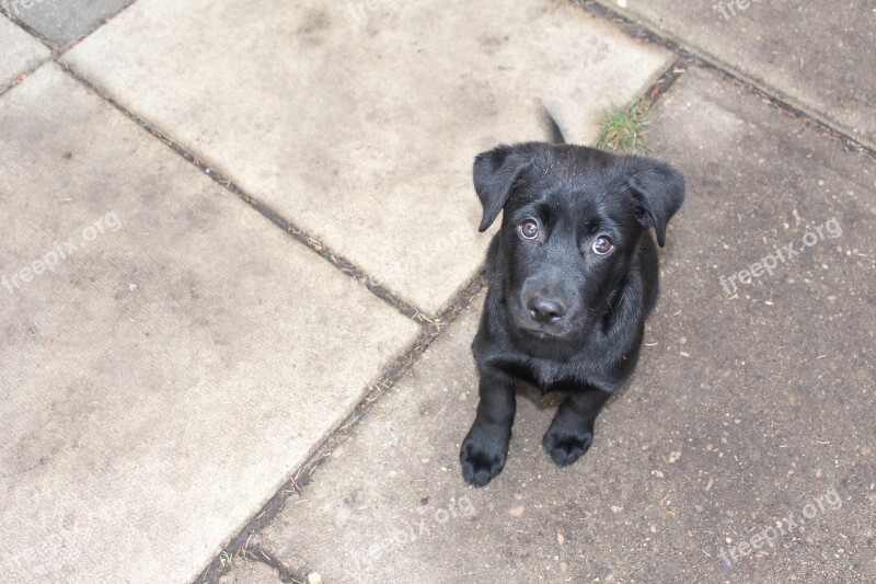 Puppy Adorable Dog Labrador Retriever Cute