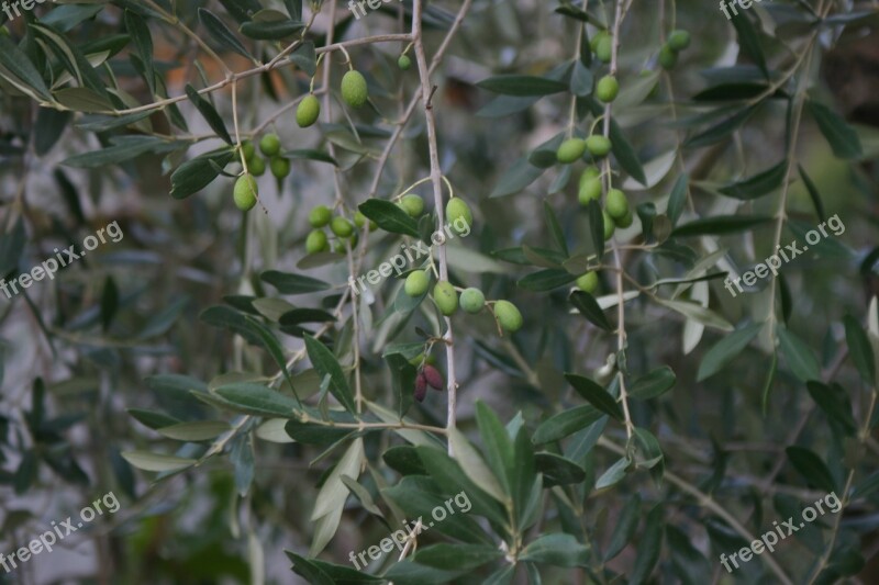 Olive Tree Countryside Growth Olive Branch Free Photos