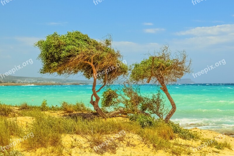 Tree Dunes Sea Beach Nature