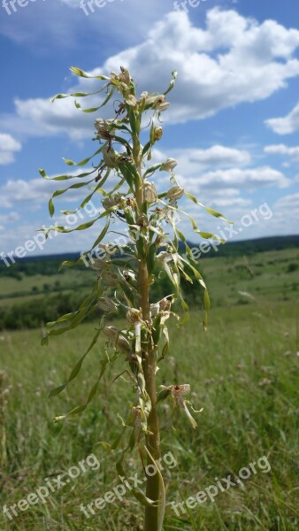 Bocks-the Belt Tongue German Orchid Loves Heat Reported Sunny Slopes