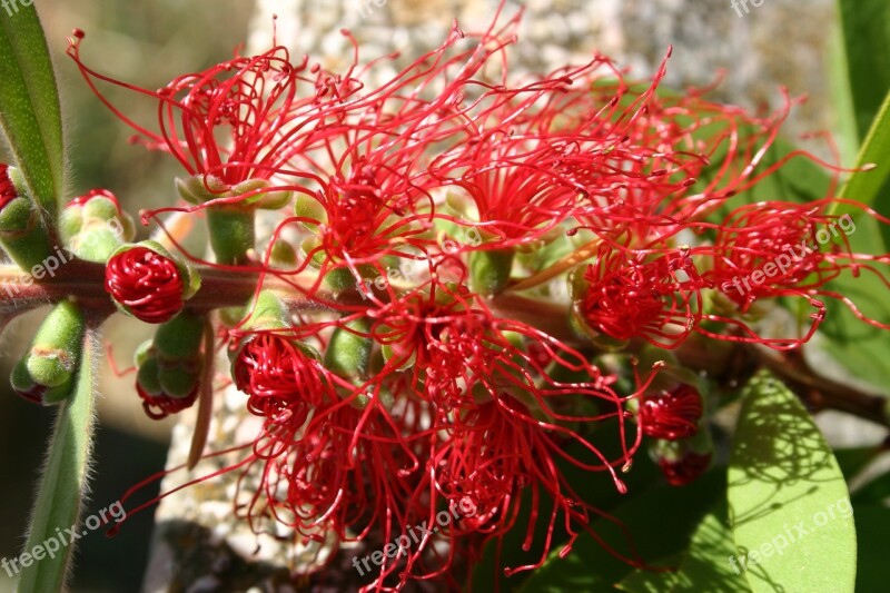 Flower Red Flowers Rossi Red Flower Free Photos