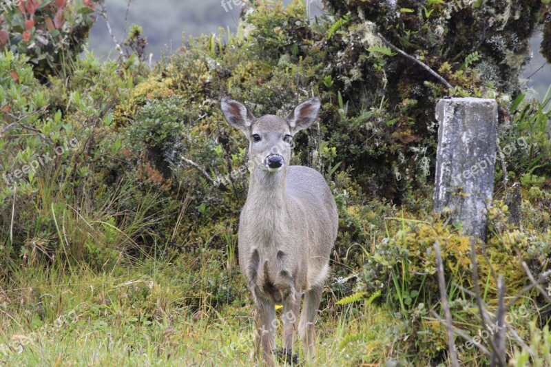 Deer In The Páramo Of Chingaza Cundinamarca Colombia Free Photos