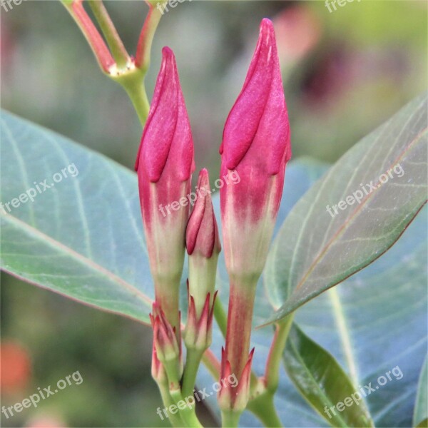 Flower Buds Red Green Vine Free Photos