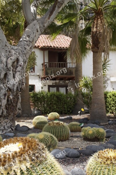 Cactus Cactus Garden Cottage Garden Tropical