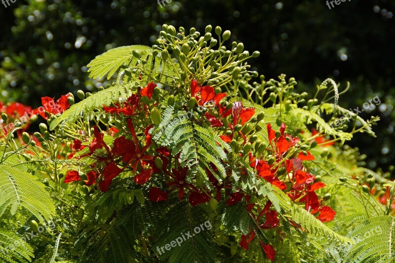 Flamboyant Tree Flourishing Tree Tropical Tropics