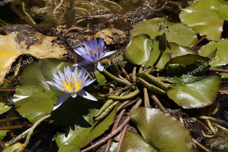 Water Lilies Blossom Bloom Blue Aquatic Plant