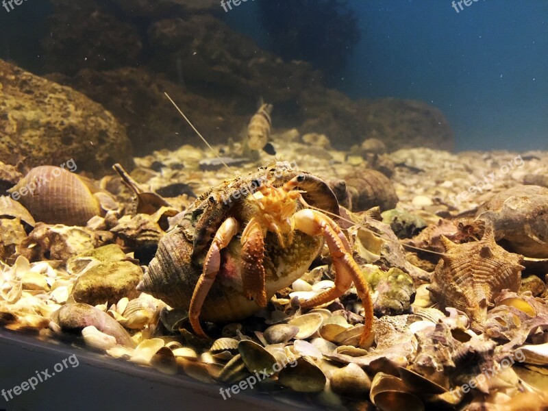 Fish Tank Hermit Water Crab Free Photos