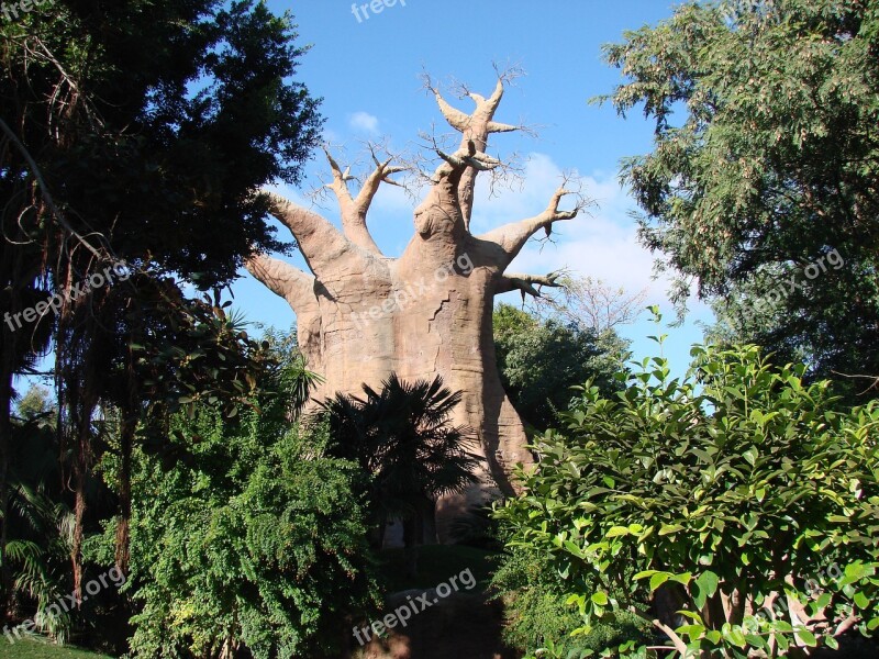 Tree Mountain Dry Tree Nature Free Photos