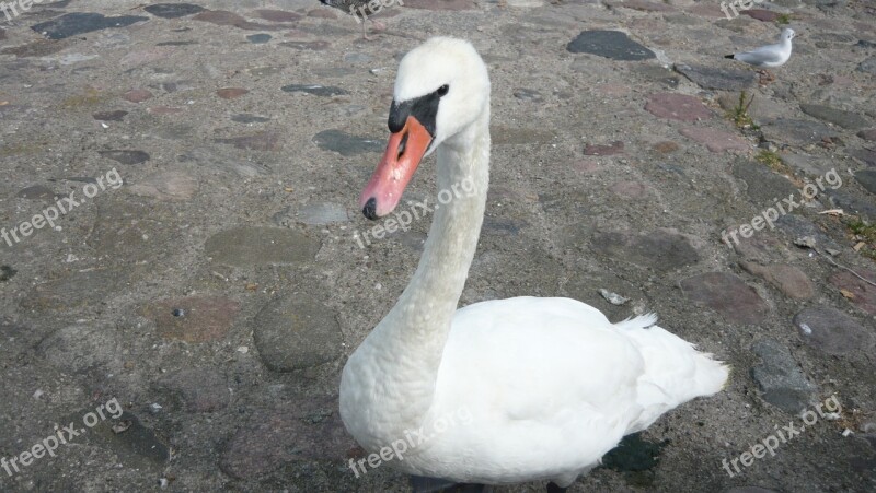 Swan Gdynia Skwerek Free Photos