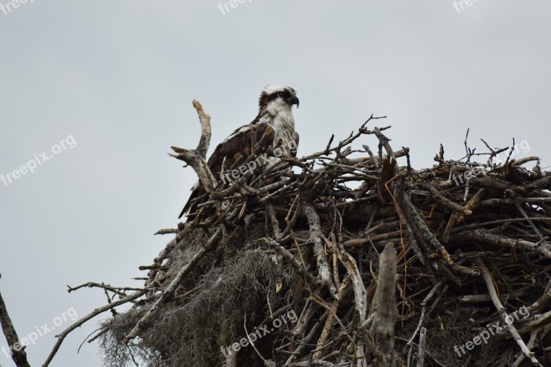 Everglades National Park Nest Osprey Florida