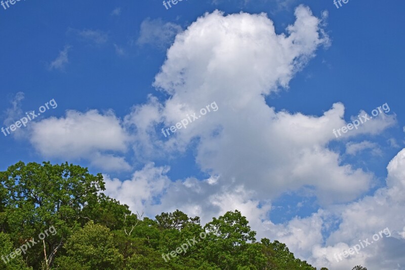 Cumulus Clouds Over The Trees Tennessee Usa Trees Plant