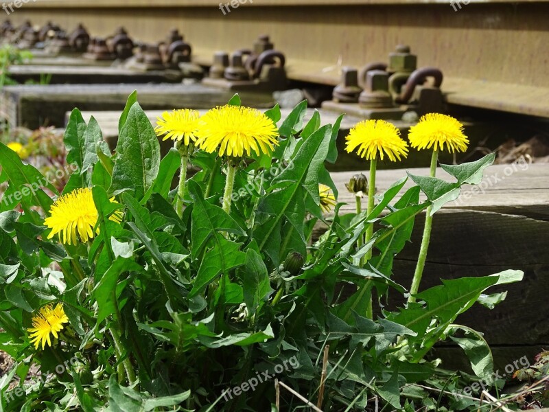 Dandelion Flower Yellow Blossom Bloom