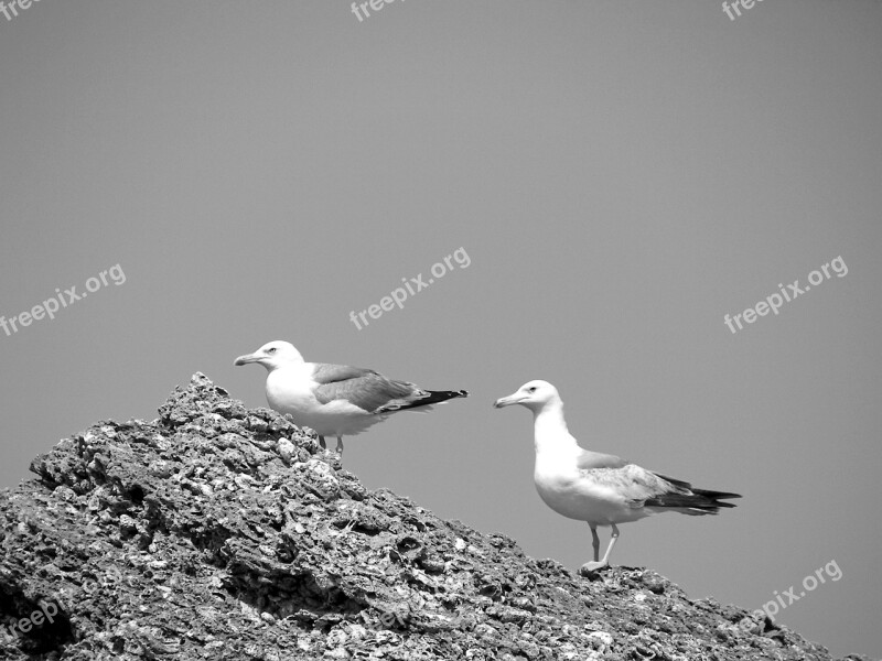 Animals Birds Gulls Andalusia Spain