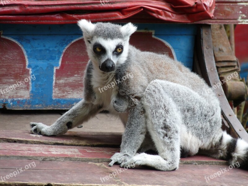 Lemurs Monkeys Eyes Lemur Zoo