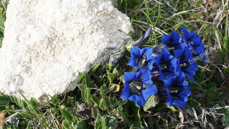 Blue Alpine Alpine Flower Tyrol Mountains