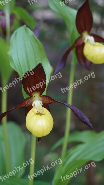 Frauenschuh Flower Plant Nature Yellow