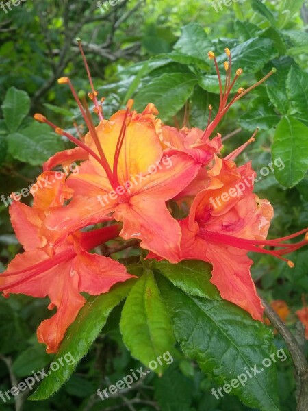 Azaleas Flowers Blooming Roan Mountain Spring