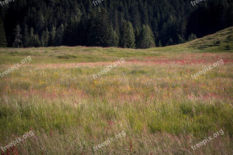 Landscape Nature Meadow Natural Lawn Of Course