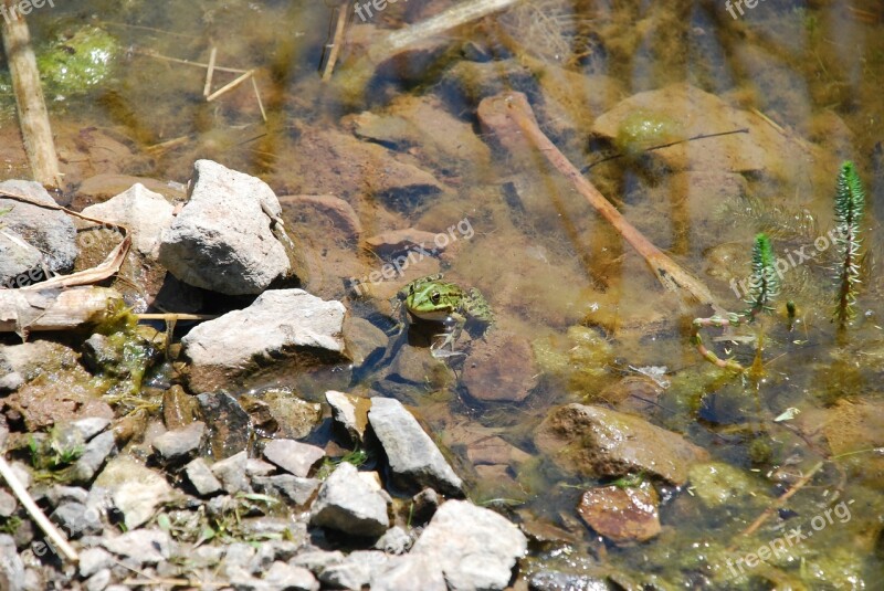 Frog Waters Nature Animal Amphibian