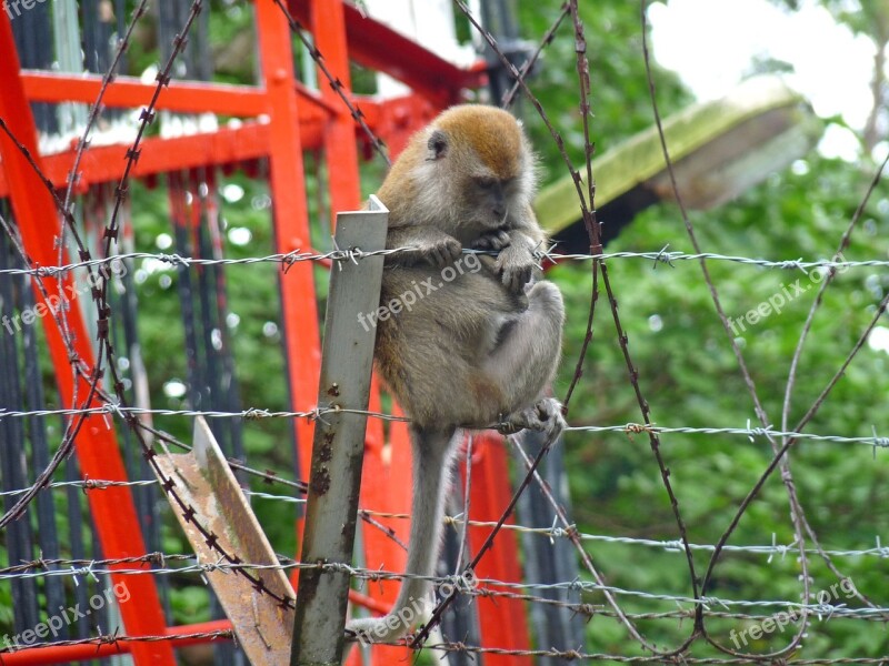 Monkey Barbed Wire Forest Macaque Urban