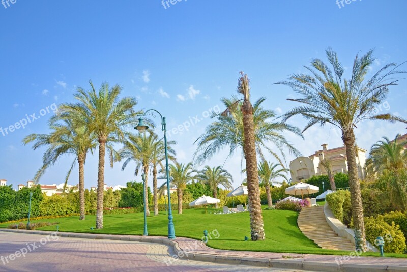 Cairo Palm Tree Landscape Egypt Africa